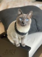 Free cats or small dogs pdf knitting patterns