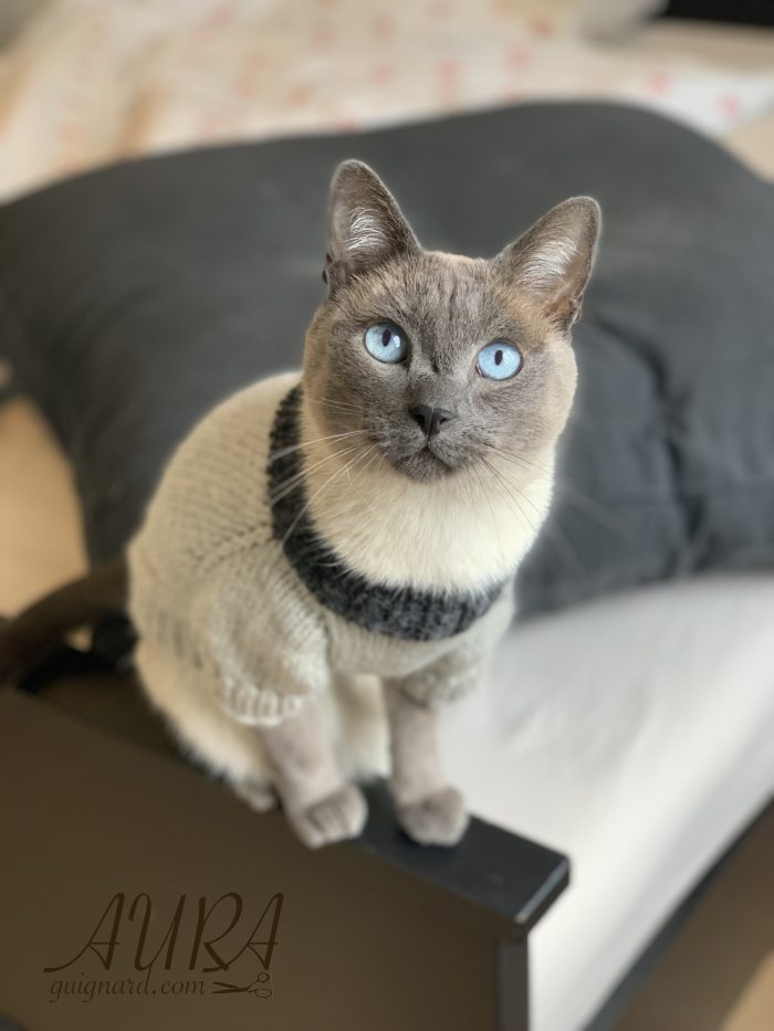 Free cats or small dogs pdf knitting patterns