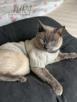 Free cats or small dogs pdf knitting patterns