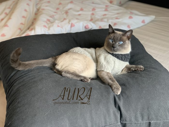 Free cats or small dogs pdf knitting patterns